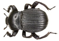 JMC59